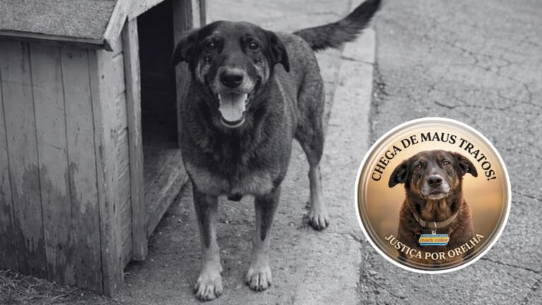 Mack Color distribui adesivos grátis e reforça campanha nacional “Justiça por Orelha” contra maus-tratos animais